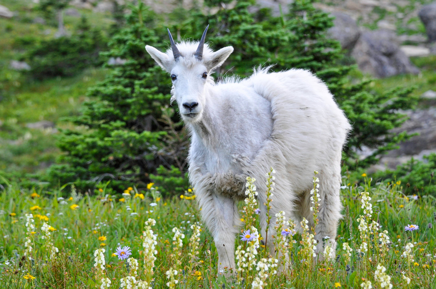 Young Mountain Goat - Glacier National Park
