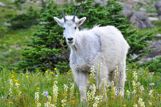 Young Mountain Goat - Glacier National Park